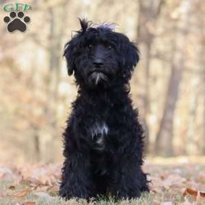 Dana, Portuguese Water Dog Puppy