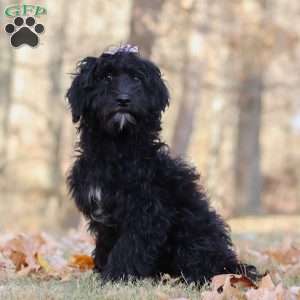 Dana, Portuguese Water Dog Puppy