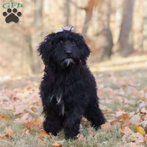 Dana, Portuguese Water Dog Puppy