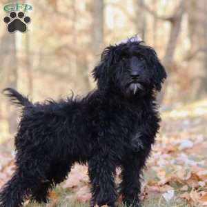 Dana, Portuguese Water Dog Puppy