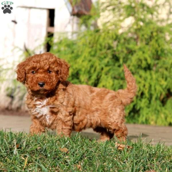 Dana, Cavapoo Puppy