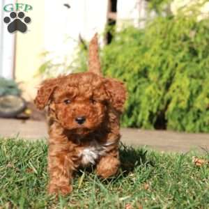 Dana, Cavapoo Puppy