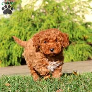 Dana, Cavapoo Puppy