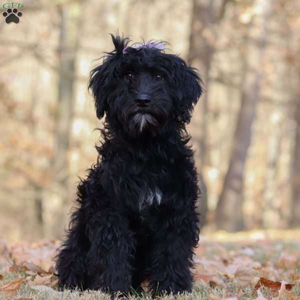 Dana, Portuguese Water Dog Puppy