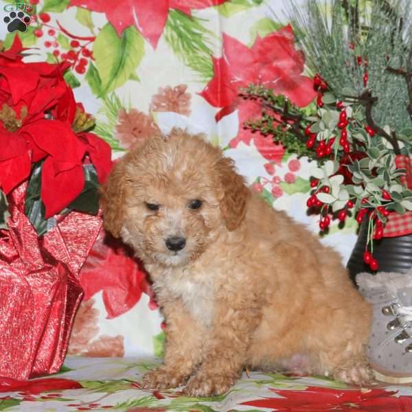 Dancer, Miniature Poodle Mix Puppy