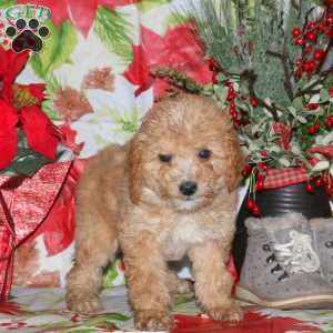 Dancer, Miniature Poodle Mix Puppy