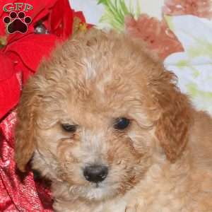 Dancer, Miniature Poodle Mix Puppy