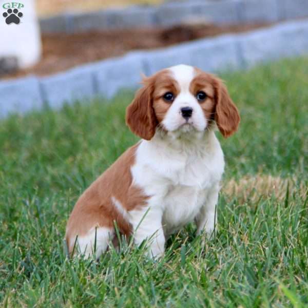 Dancer, Cavalier King Charles Spaniel Puppy