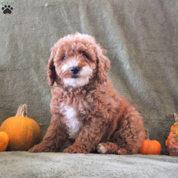 Dandilion, Cavapoo Puppy