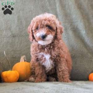 Dandilion, Cavapoo Puppy