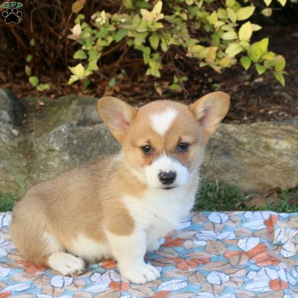 Dane, Pembroke Welsh Corgi Puppy