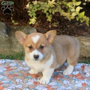 Dane, Pembroke Welsh Corgi Puppy