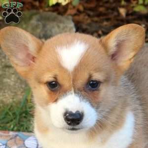 Dane, Pembroke Welsh Corgi Puppy