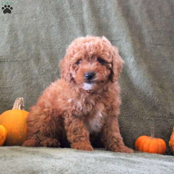 Danny, Cavapoo Puppy