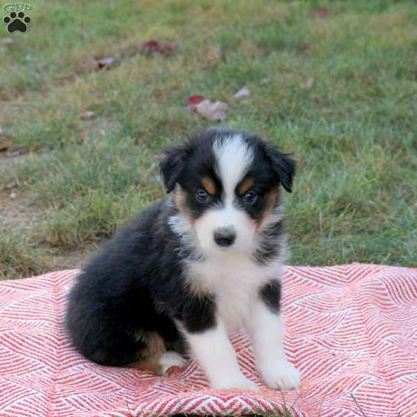 Danny, Australian Shepherd Puppy