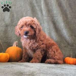 Danny, Cavapoo Puppy