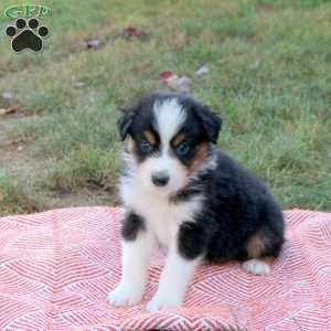 Danny, Australian Shepherd Puppy