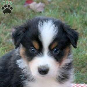 Danny, Australian Shepherd Puppy