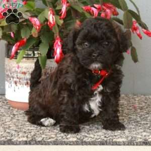 Dante, Shih-Poo Puppy