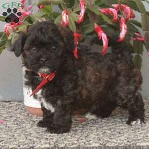 Dante, Shih-Poo Puppy