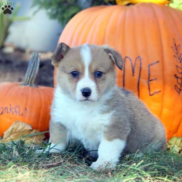 Daphne, Pembroke Welsh Corgi Puppy