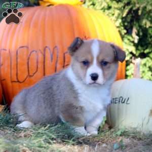 Daphne, Pembroke Welsh Corgi Puppy