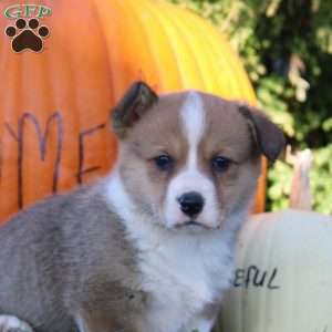 Daphne, Pembroke Welsh Corgi Puppy