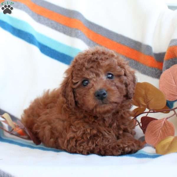 Daphne, Toy Poodle Puppy