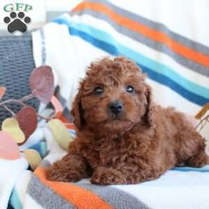 Daphne, Toy Poodle Puppy