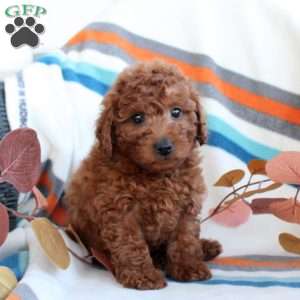 Daphne, Toy Poodle Puppy