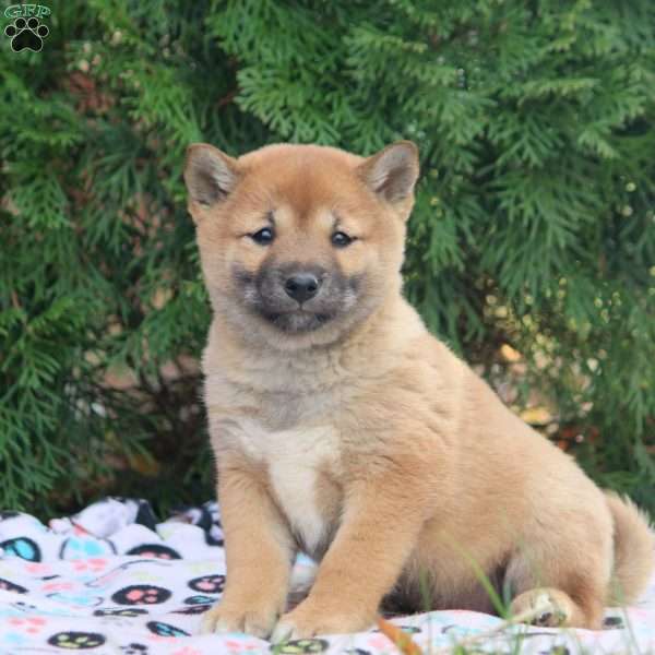 Darcy, Shiba Inu Puppy