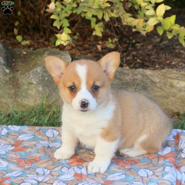 Darcy, Pembroke Welsh Corgi Puppy