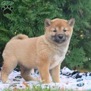 Darcy, Shiba Inu Puppy