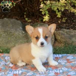 Darcy, Pembroke Welsh Corgi Puppy