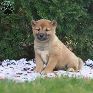 Darcy, Shiba Inu Puppy