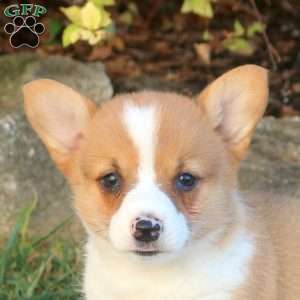 Darcy, Pembroke Welsh Corgi Puppy