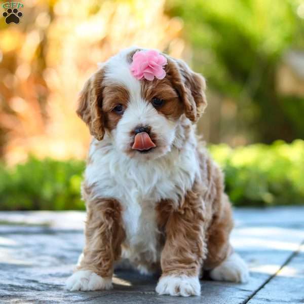 Darla, Cavapoo Puppy