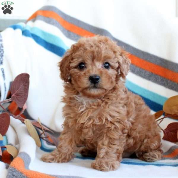 Darla, Toy Poodle Puppy