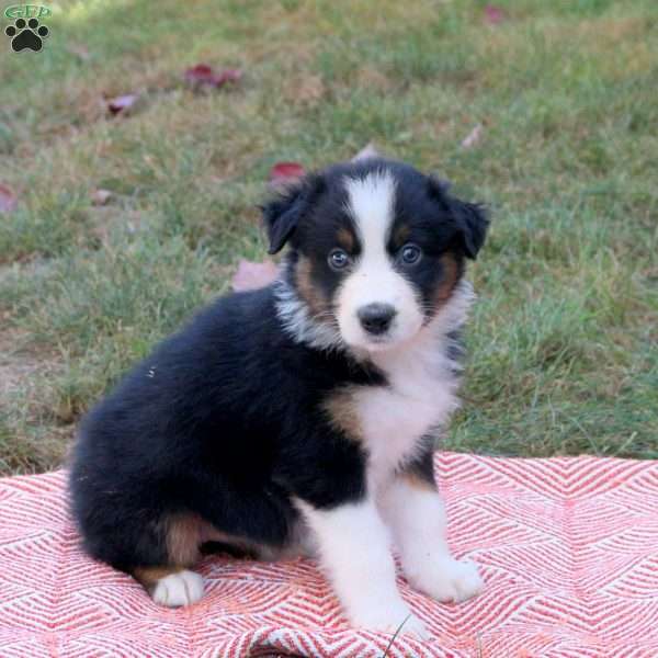 Darlene, Australian Shepherd Puppy