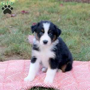 Darlene, Australian Shepherd Puppy