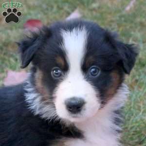 Darlene, Australian Shepherd Puppy