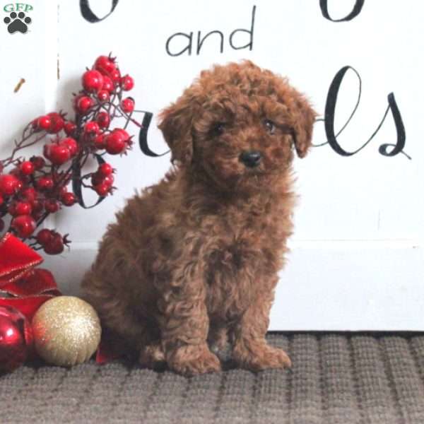 Darling, Toy Poodle Puppy