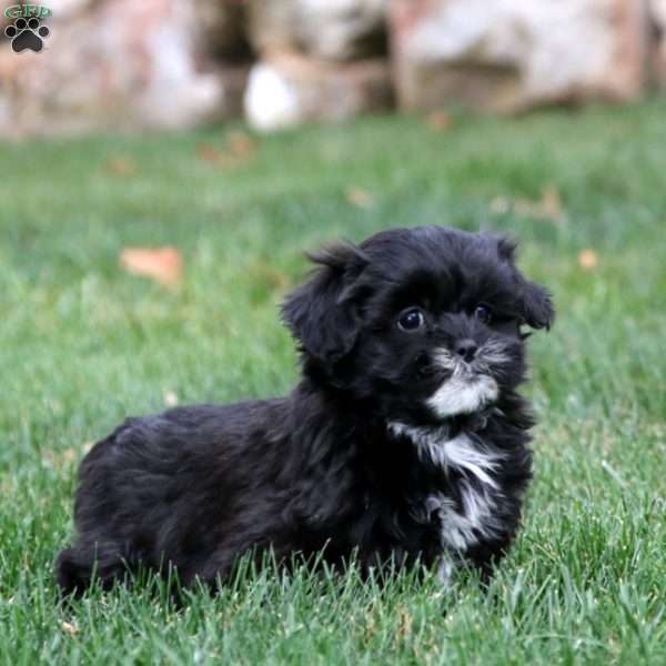 Darling, Shih-Poo Puppy