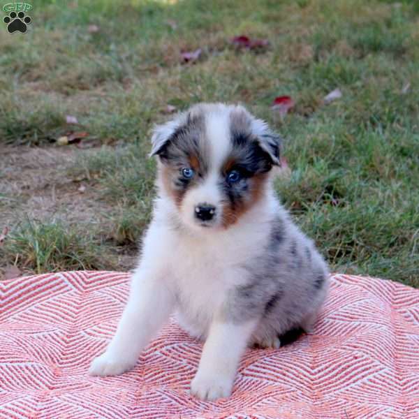 Darrel, Australian Shepherd Puppy