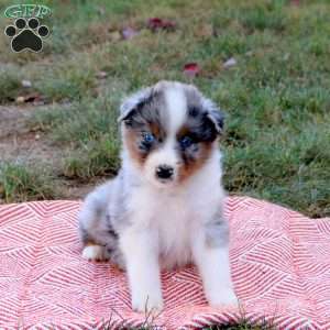 Darrel, Australian Shepherd Puppy