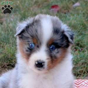 Darrel, Australian Shepherd Puppy