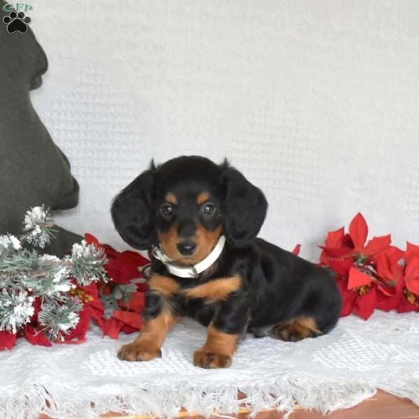 Dash, Dachshund Puppy