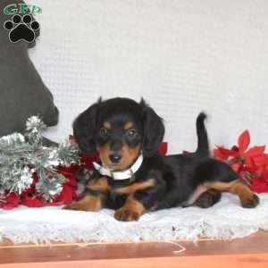 Dash, Dachshund Puppy