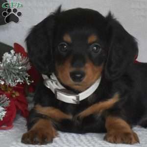 Dash, Dachshund Puppy