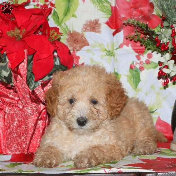 Dasher, Miniature Poodle Mix Puppy